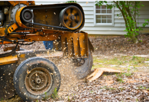 stump removal experts Adelaide