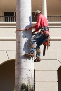 palm tree pruning Adelaide benefits
